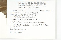 大花艾納香藏品圖，第2張