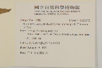 艾納香藏品圖，第2張