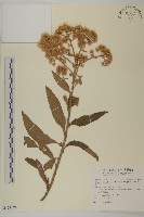 艾納香藏品圖，第1張