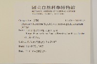 艾納香藏品圖，第2張