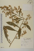 薄葉艾納香藏品圖，第1張