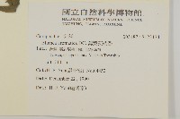 薄葉艾納香藏品圖，第2張