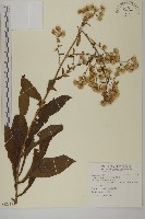 薄葉艾納香藏品圖，第1張