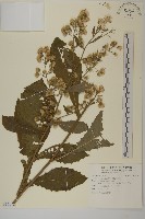 薄葉艾納香藏品圖，第1張