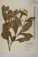 薄葉艾納香藏品圖，第1張