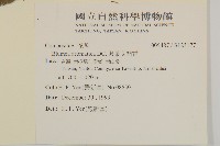 薄葉艾納香藏品圖，第2張