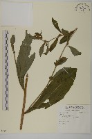 登錄號:S123178藏品圖，第1張