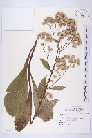 登錄號:S123179藏品圖，第1張