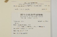 薄葉艾納香藏品圖，第2張