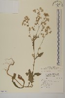 薄葉艾納香藏品圖，第1張