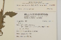 薄葉艾納香藏品圖，第2張