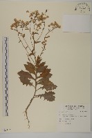 登錄號:S123182藏品圖，第1張