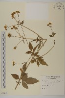 大花咸豐草藏品圖，第1張