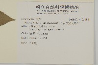 大花咸豐草藏品圖，第2張