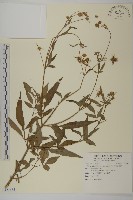 大花咸豐草藏品圖，第1張