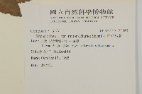 小白花鬼針藏品圖，第2張