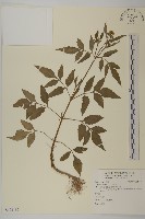 白花鬼針藏品圖，第1張