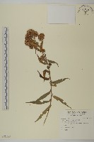 臺灣馬蘭藏品圖，第1張