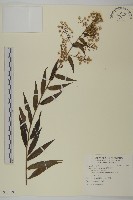 臺灣馬蘭藏品圖，第1張