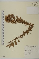 臺灣馬蘭藏品圖，第1張