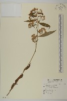 臺灣馬蘭藏品圖，第1張