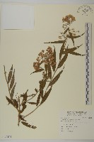 臺灣馬蘭藏品圖，第1張