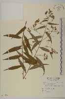 臺灣馬蘭藏品圖，第1張