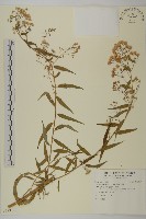 臺灣馬蘭藏品圖，第1張