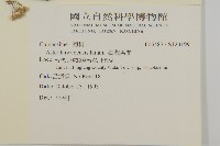 臺灣馬蘭藏品圖，第2張