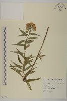 臺灣馬蘭藏品圖，第1張