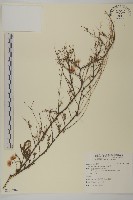 掃帚菊藏品圖，第1張