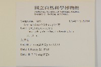 掃帚菊藏品圖，第2張