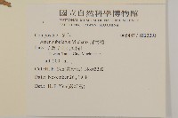 掃帚菊藏品圖，第2張