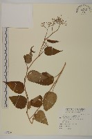 臺灣山白蘭藏品圖，第1張