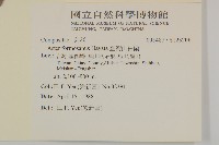 臺灣山白蘭藏品圖，第2張