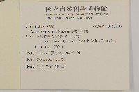 臺灣山白蘭藏品圖，第2張