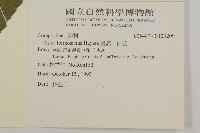 臺灣山白蘭藏品圖，第2張