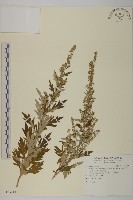 艾、五月艾藏品圖，第1張