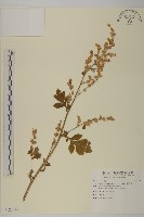 角菜、珍珠菜藏品圖，第1張