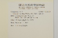 角菜、珍珠菜藏品圖，第2張