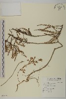 茵蔯蒿藏品圖，第1張