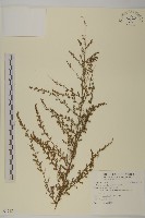 茵蔯蒿藏品圖，第1張