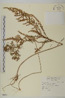 茵蔯蒿藏品圖，第1張