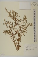 登錄號:S123222藏品圖，第1張