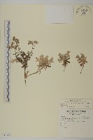 玉山抱莖籟簫藏品圖，第1張