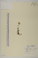 抱莖籟簫藏品圖，第1張