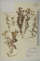 抱莖籟簫藏品圖，第1張