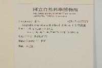 抱莖籟簫藏品圖，第2張