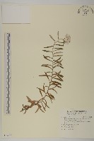 抱莖籟簫藏品圖，第1張