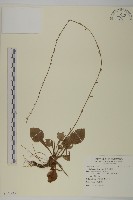 臺灣鬼督郵藏品圖，第1張